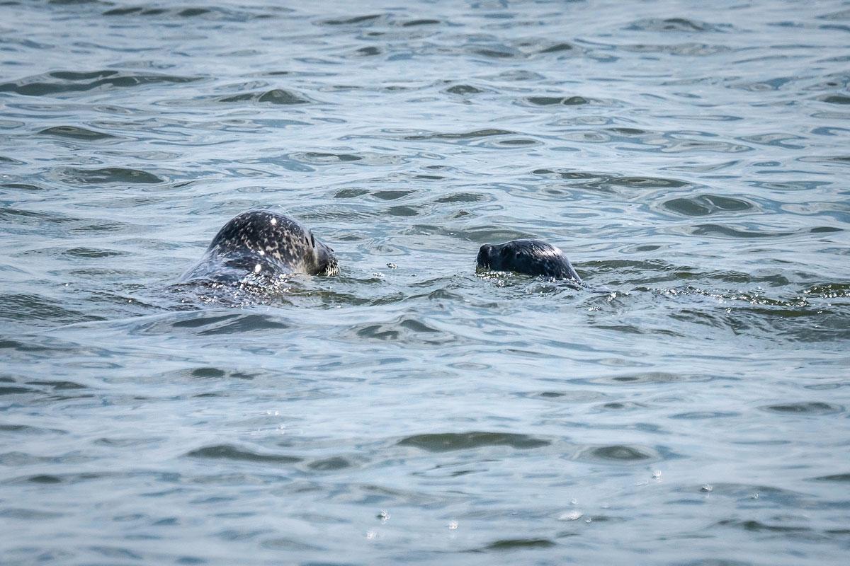 De attractie van Sylt: Zeehonden in het Wad