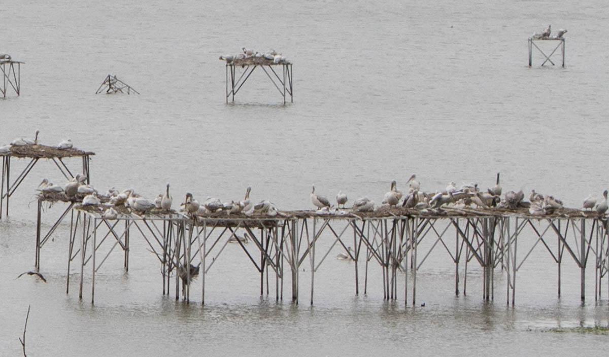 Pélicans au lac Manyas en Turquie