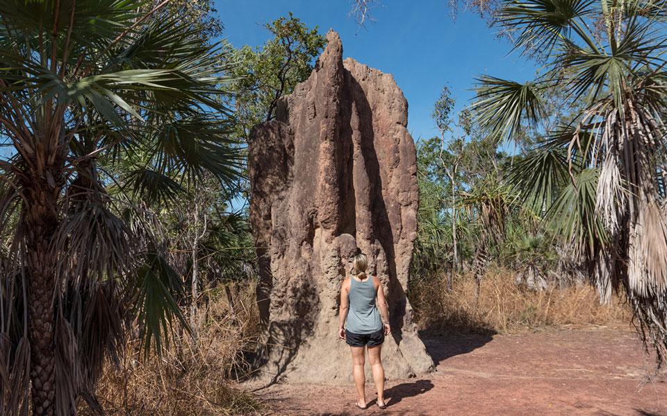 Monticules de termites cathédrale parc national de Litchfield