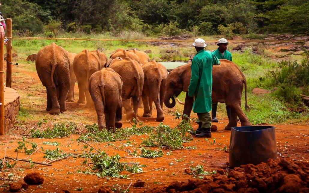 Sheldrick Wildlife Trust Elephant Orphanage Nairobi