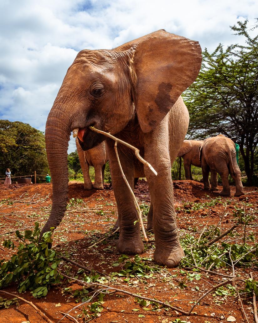 Elephant orphan at Sheldrick Wildlife Trust