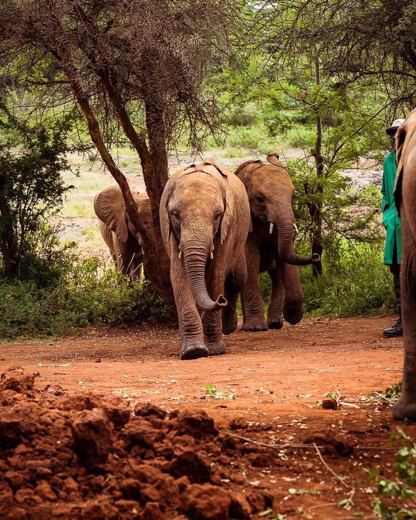 Elephants feeding at Sheldrick Wildlife Trust