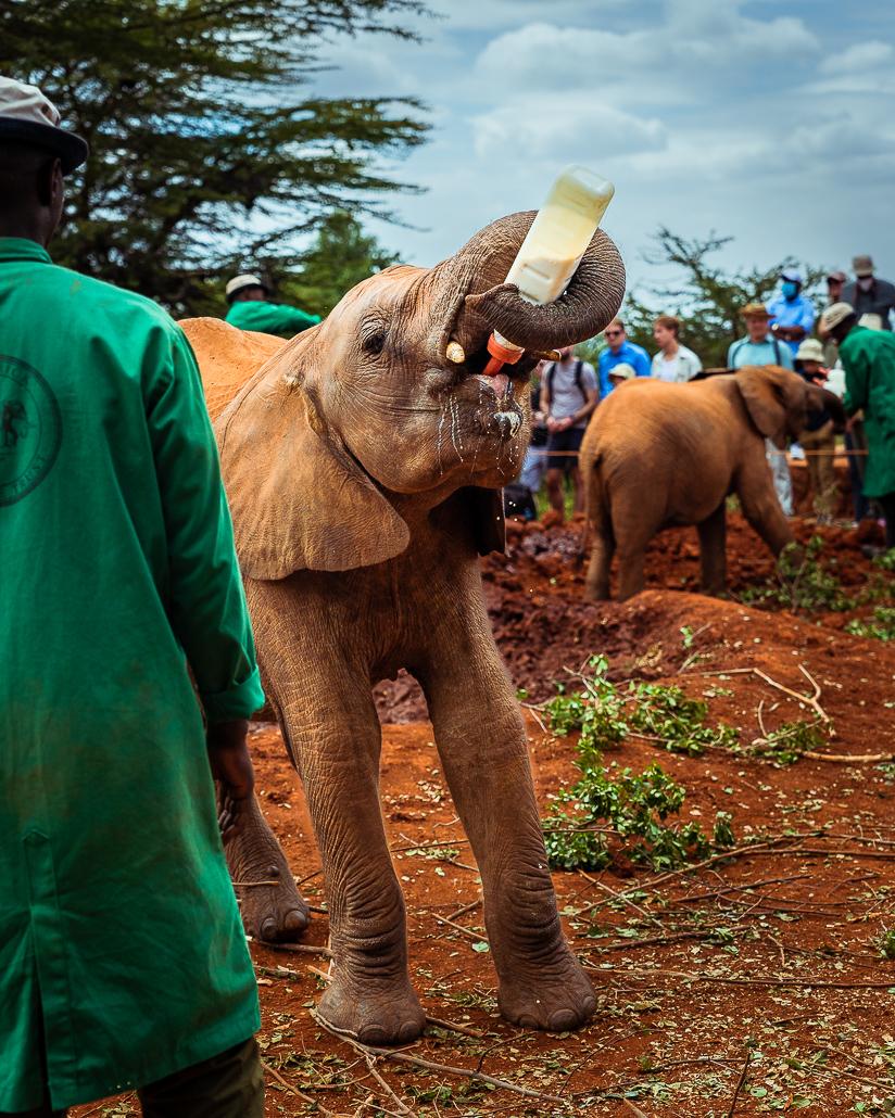 Sheldrick Wildlife Trust elephant orphans being fed