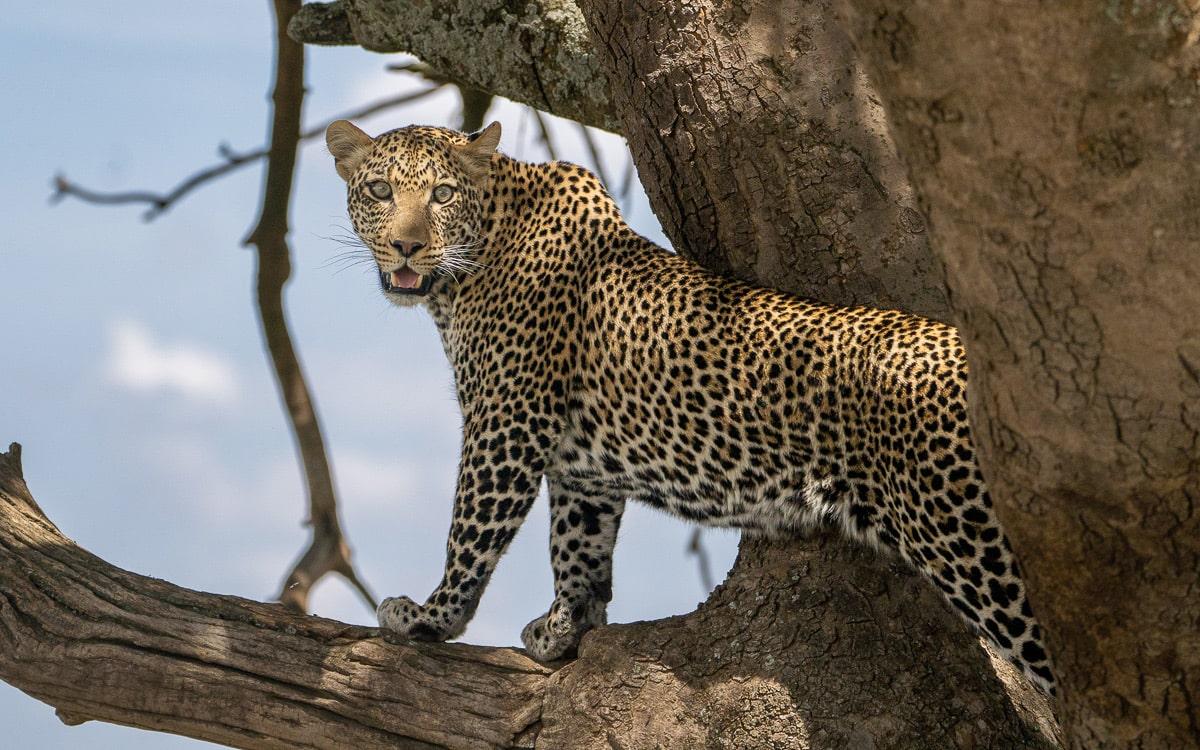 Leopard escaping from a lion in the Serengeti, Tanzania.