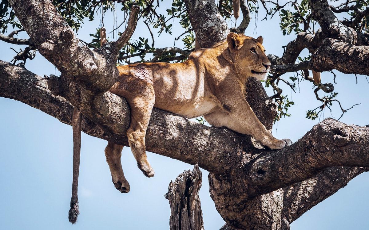 Tree Lion in the Serengeti (Tanzania)