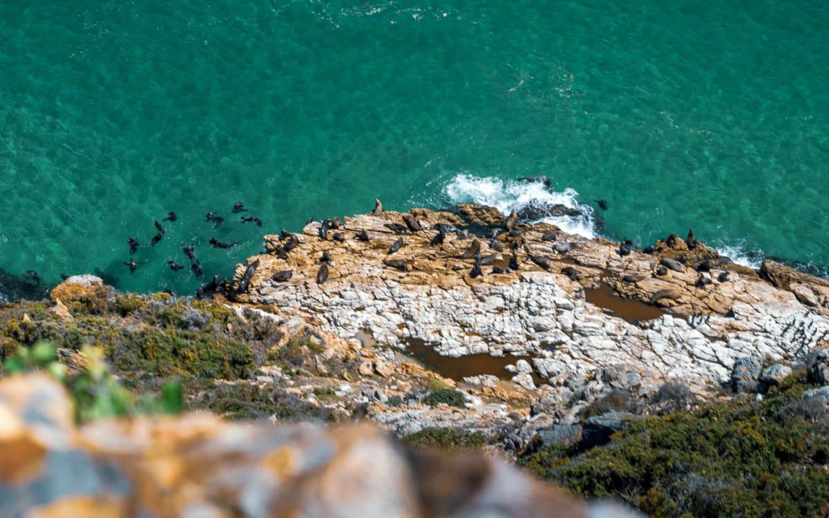 Seals in the water and on the rocks in Robberg Nature Reserve