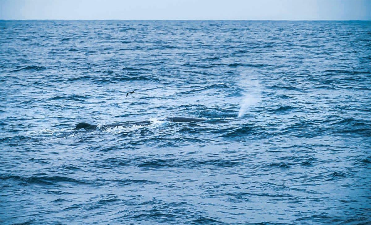 Sperm whale in Bremer Bay Australia