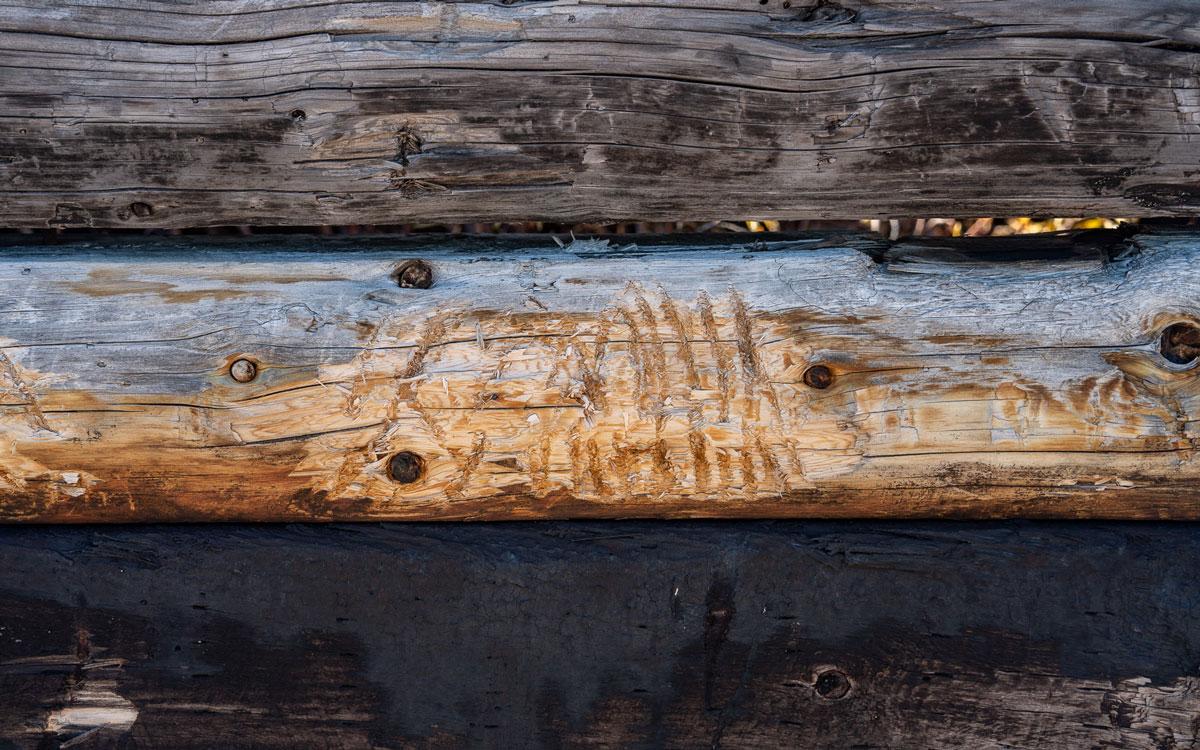 Traces d'un ours polaire 