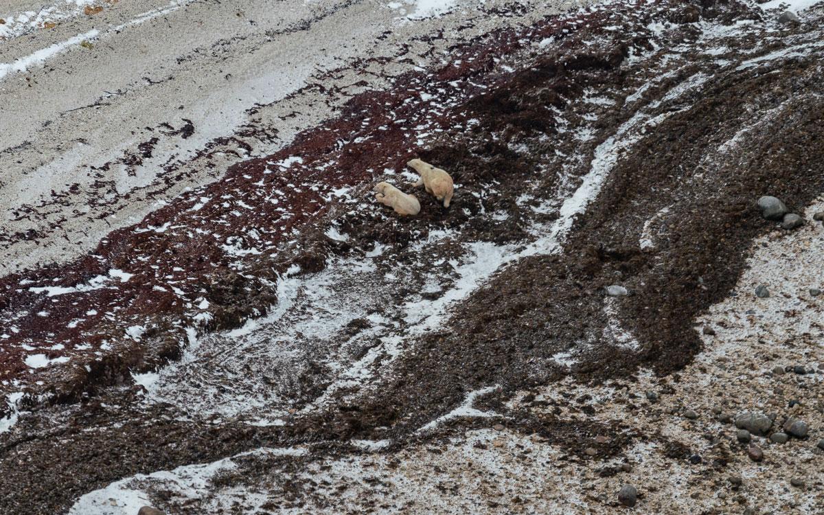 Ours polaires en hélicoptère à Churchill