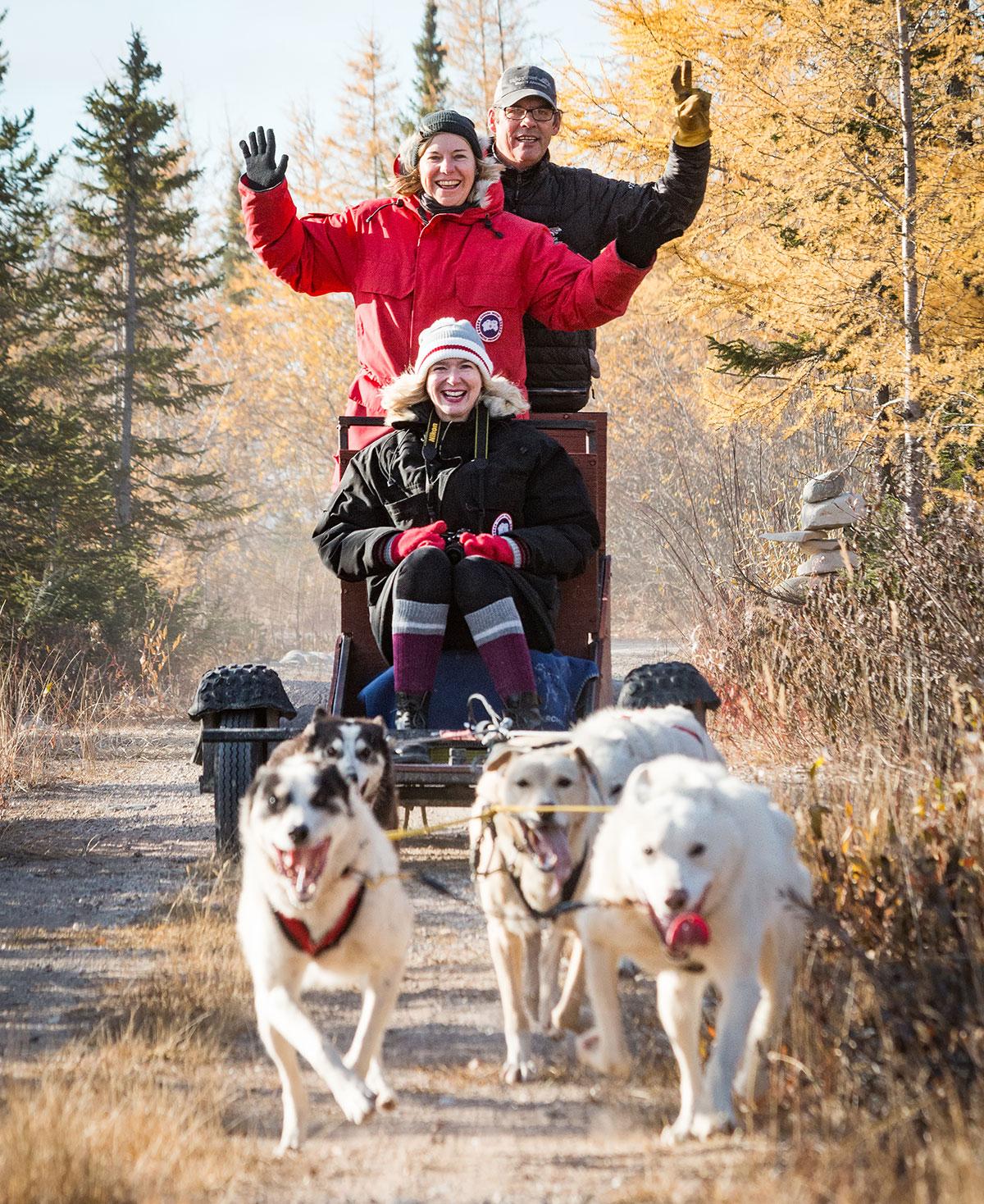 Chien de traîneau Churchill Wapusk Adventures