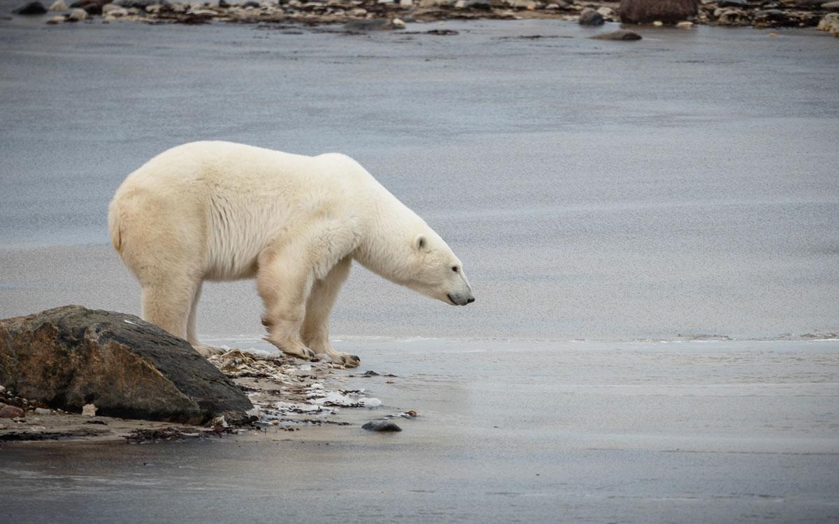 visite en Tundra Buggy à Churchill