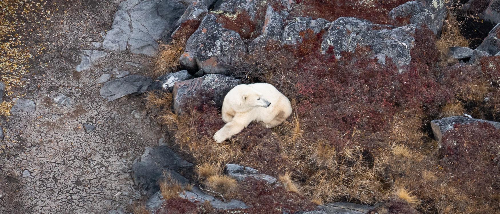 Observer les ours polaires pendant le vol en hélicoptère