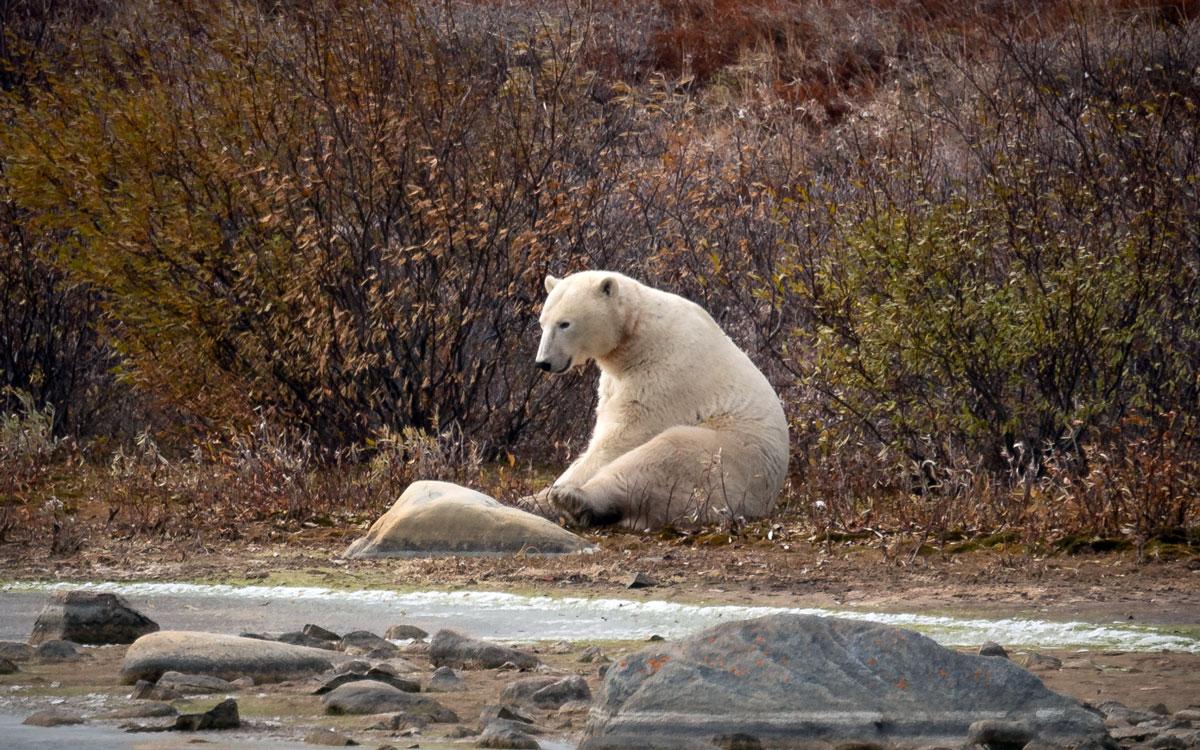 churchill-manitoba-ours-polaire
