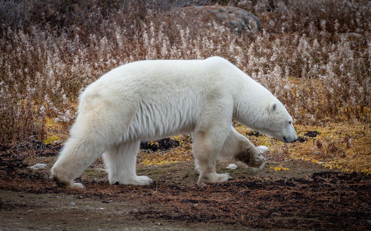 Femme ours polaire lors de la visite en Tundra Buggy