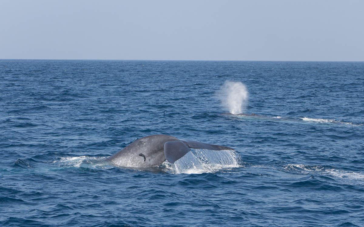 Baleines bleues lors d'une observation des baleines à Mirissa