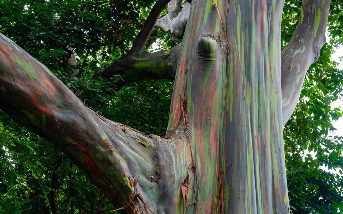 Botanical Garden Durban: Rainbow Tree or Avatar Tree