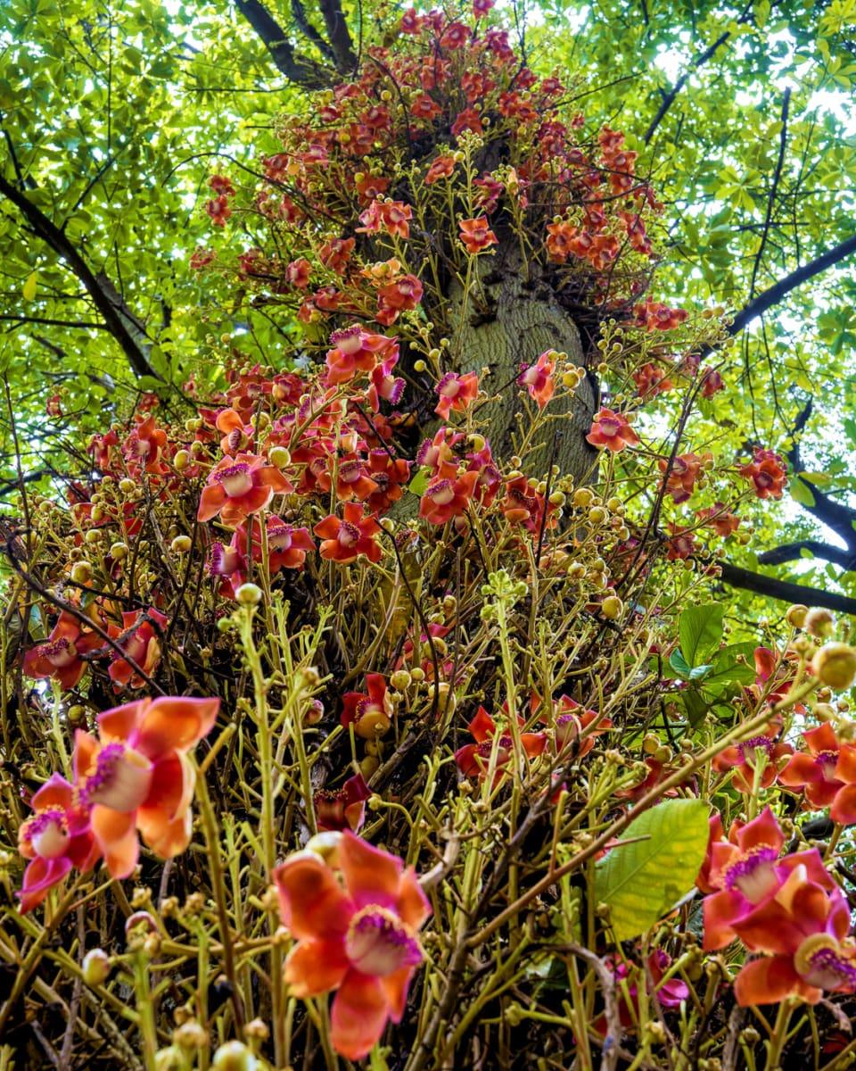 Cannonball Tree in the Botanical Garden of Durban