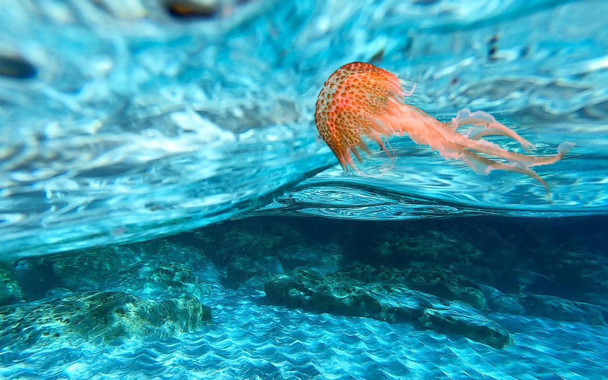 mallorca-tips-cala-des-moro-fire-jellyfish