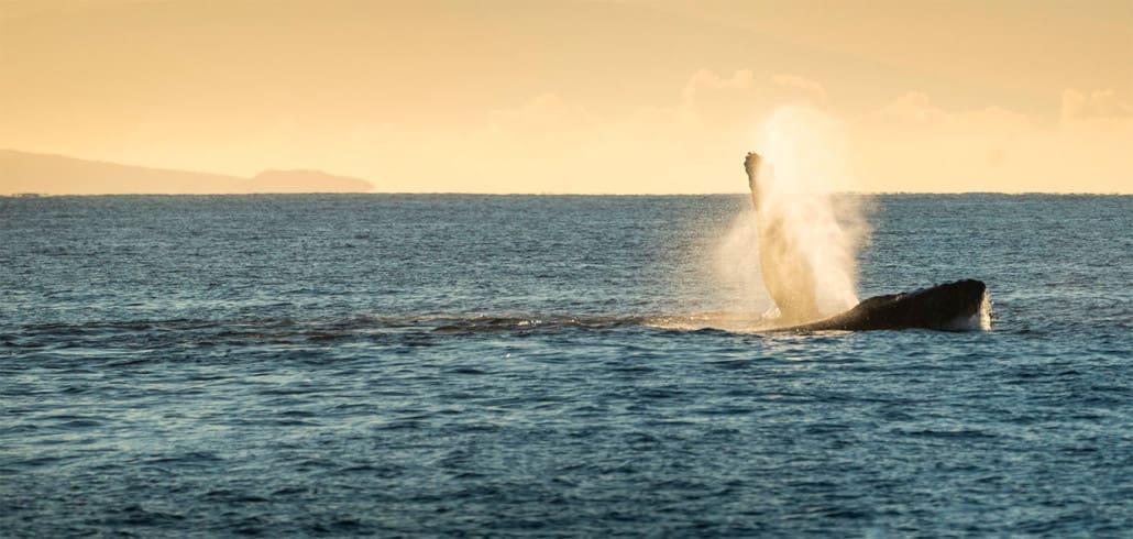 Humpback whales in Maui