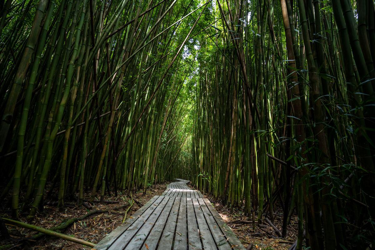 Bamboo forest on Maui along the Road to Hana