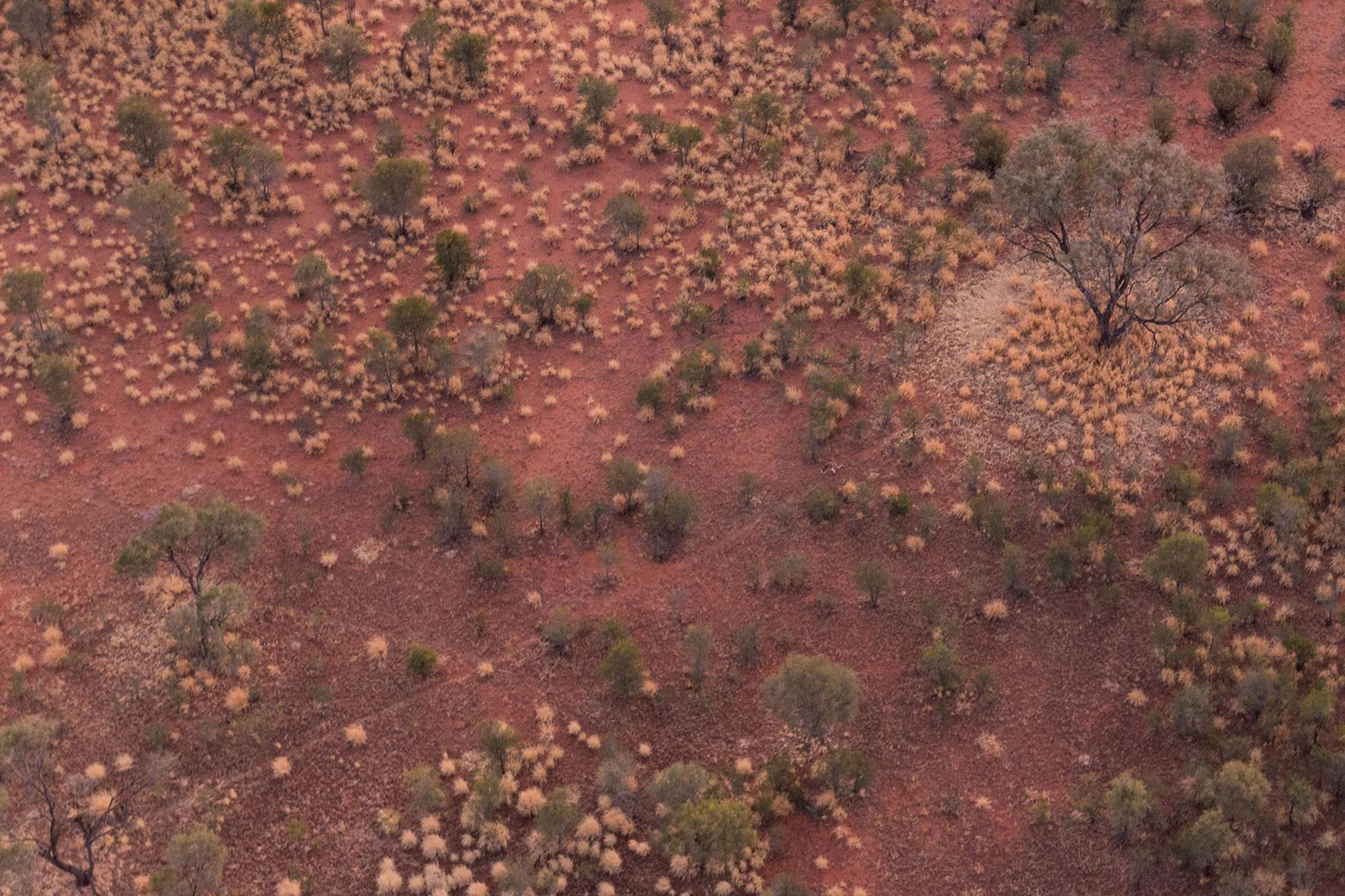 kangaroo-ballooning-alice-springs