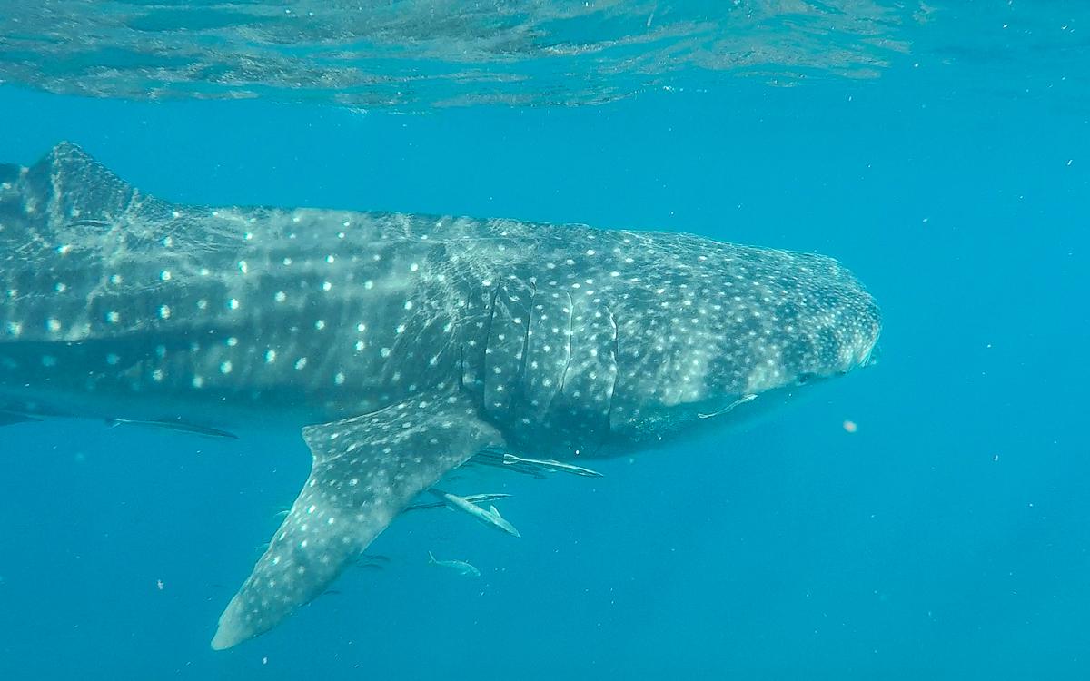 Swimming with Whale Sharks | Ningaloo Reef, Western Australia