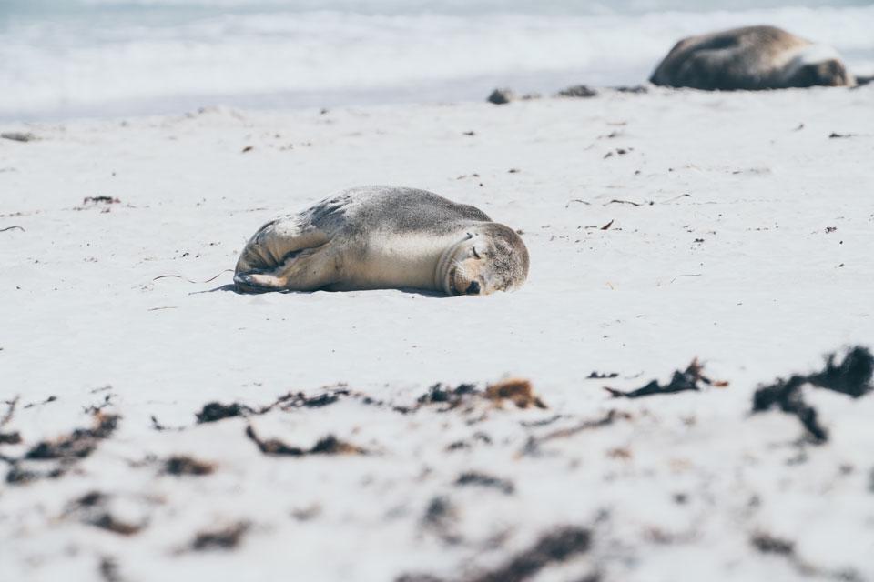 Kangaroo Island Seal Bay Sea Lion