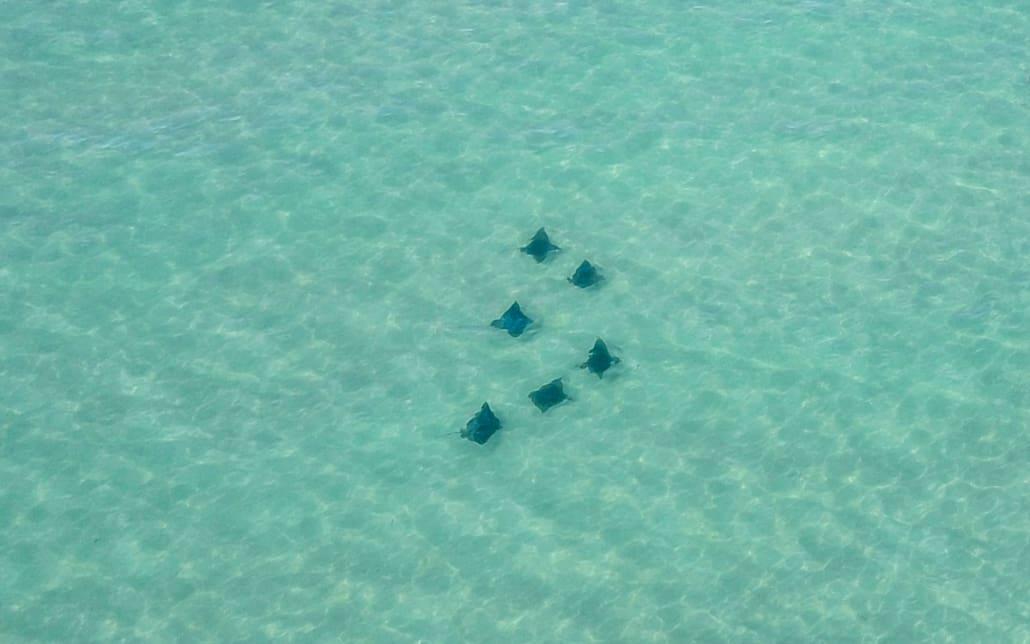 Stingrays François Peron National Park Australia