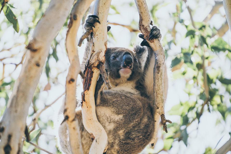 Koala Kangaroo Island