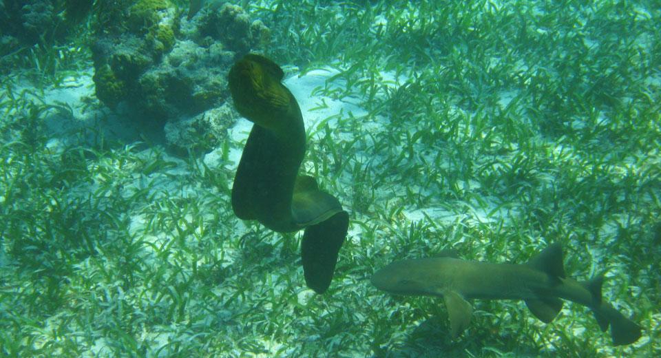 Green Moray Eel Belize Barrier Reef Caye Caulker