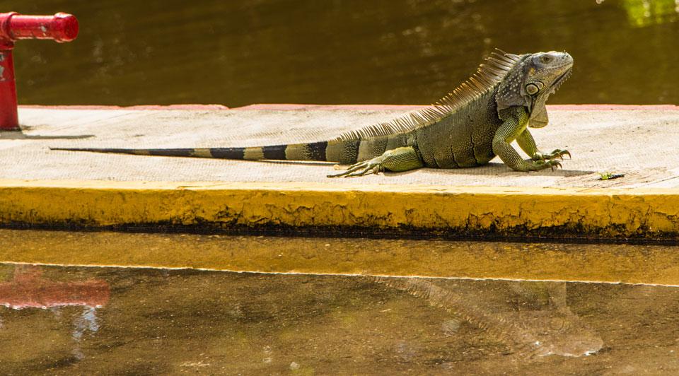 Chetumal Gecko sunbathing