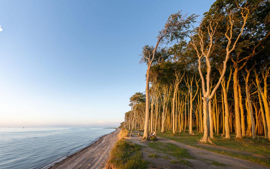 Ghost Forest Nienhagen