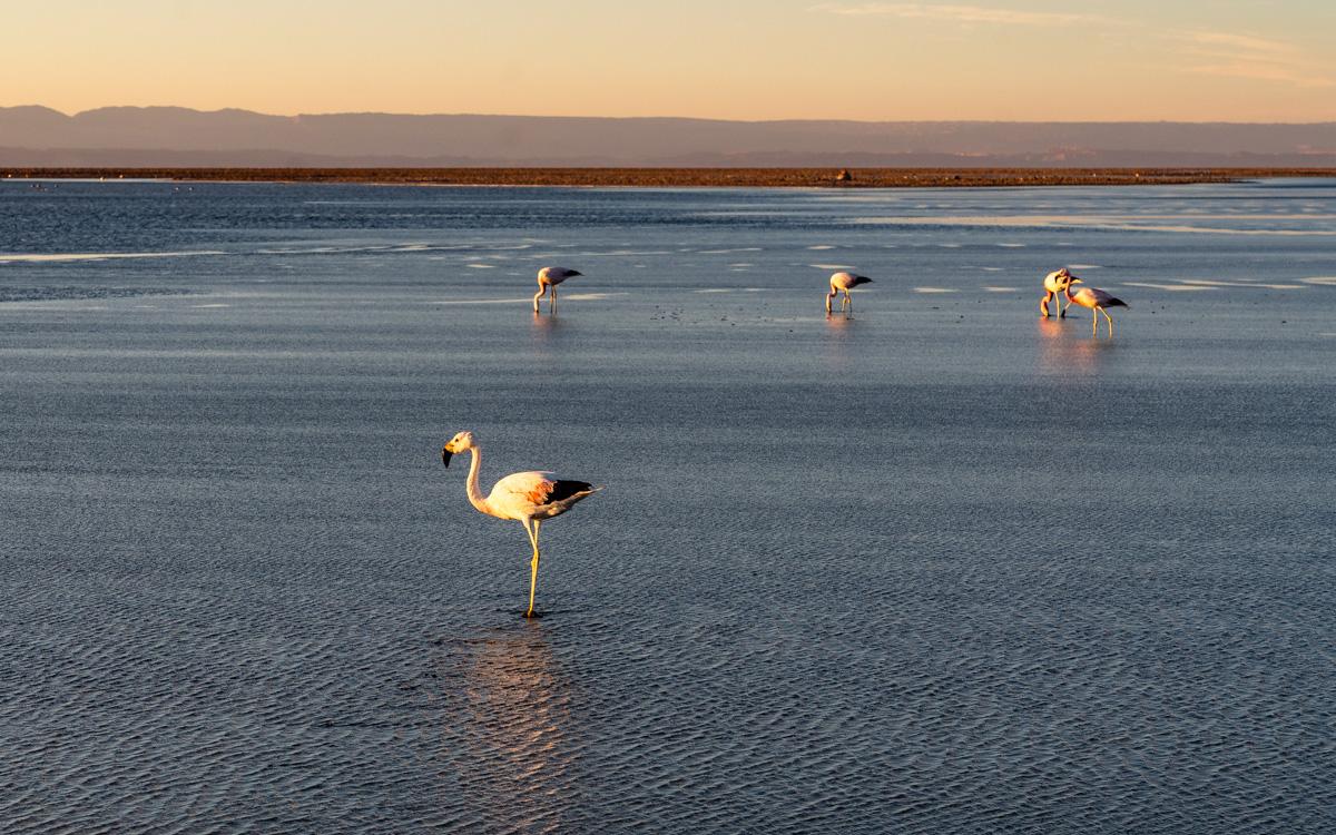 Flamingo's Atacama Woestijn