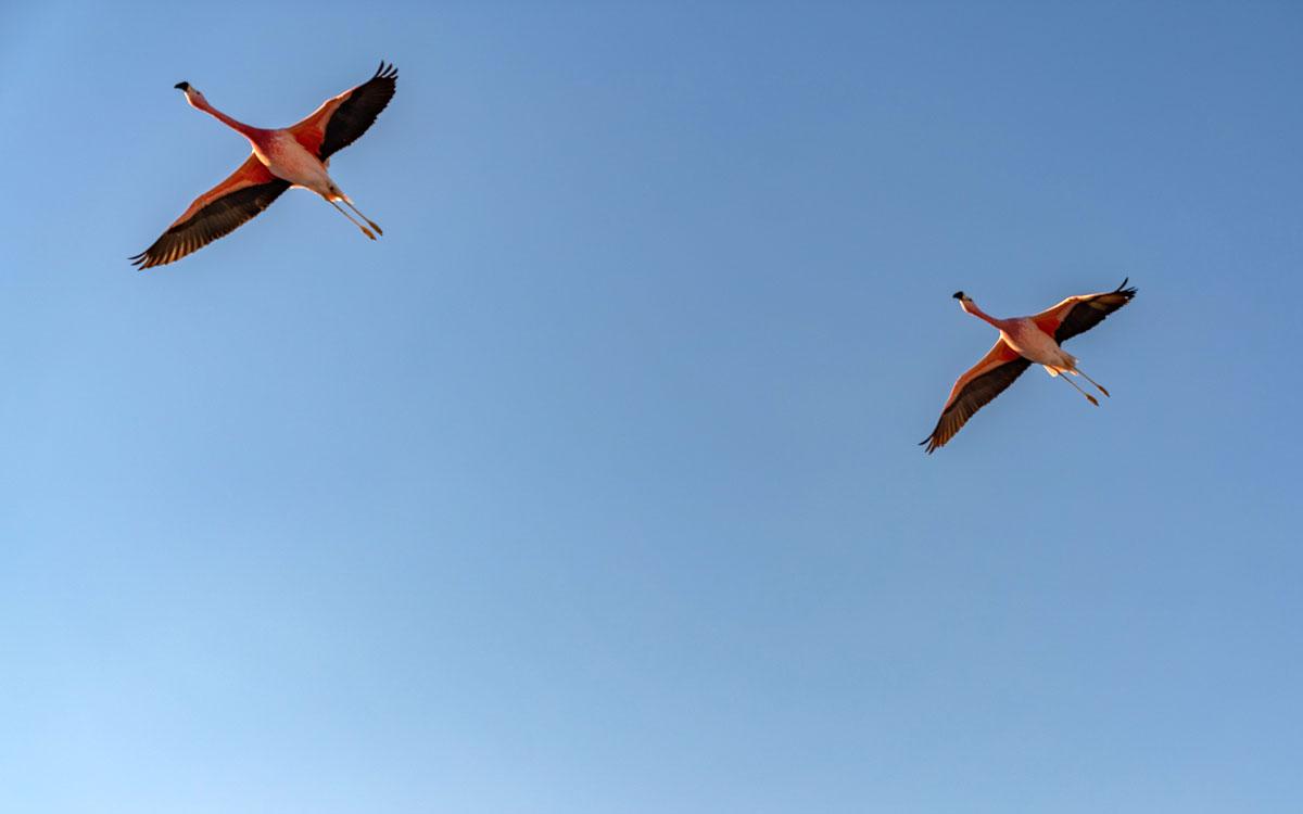 Salar de Atacama Flamingo's. Atacama-woestijn Chili