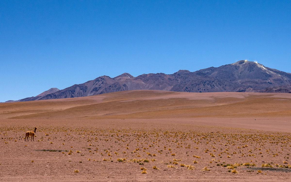 Atacama Woestijn Putana Vulkaan en Vicuna (Chili Reis)