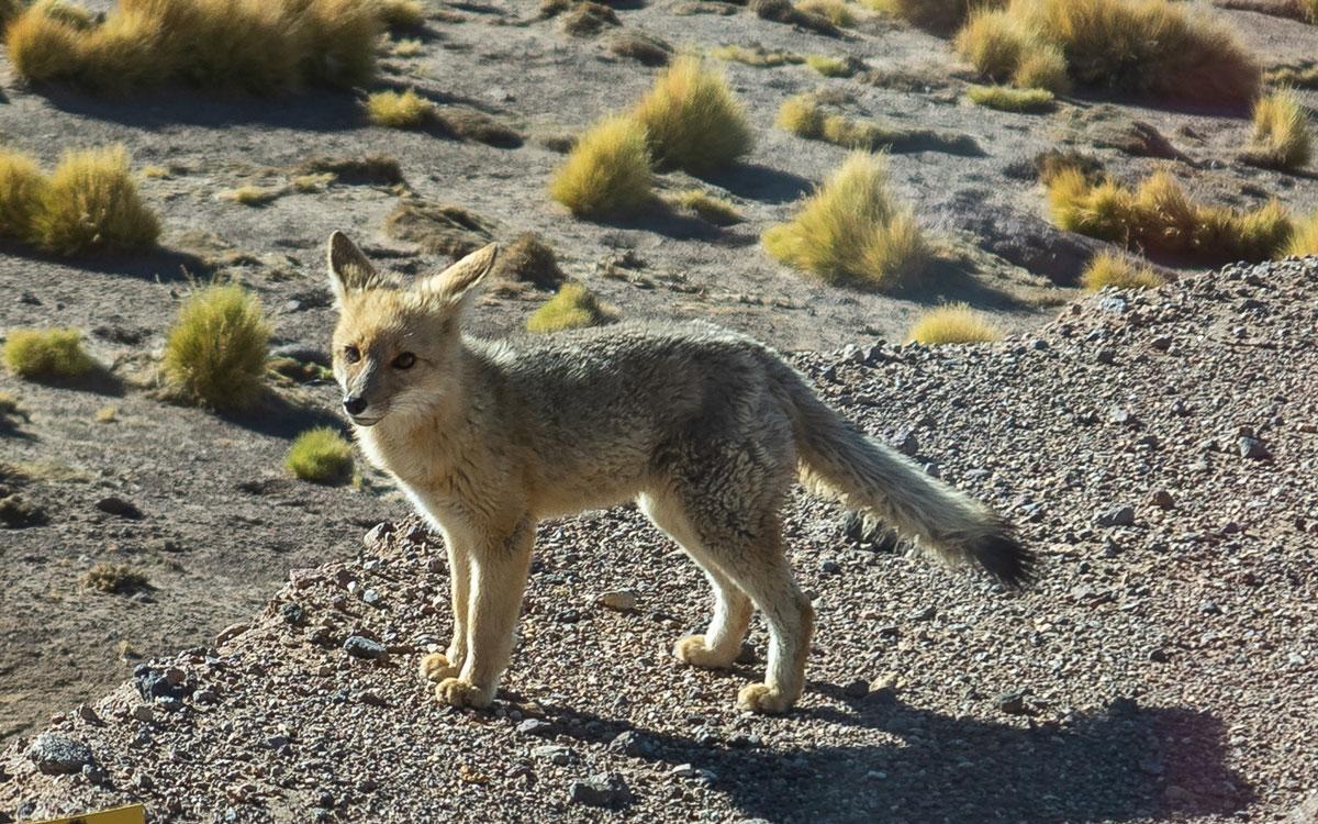 Vos Atacama Woestijn