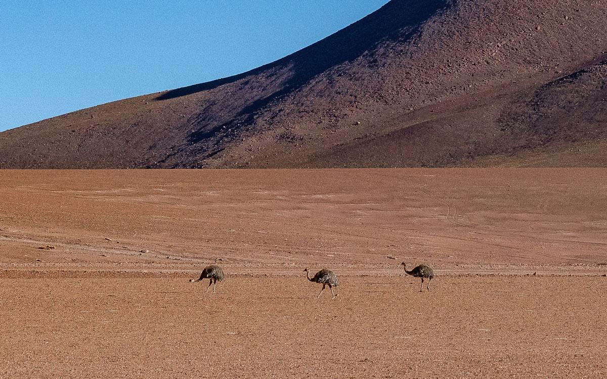 Rhea - "Roadrunner Atacama Woestijn Chili