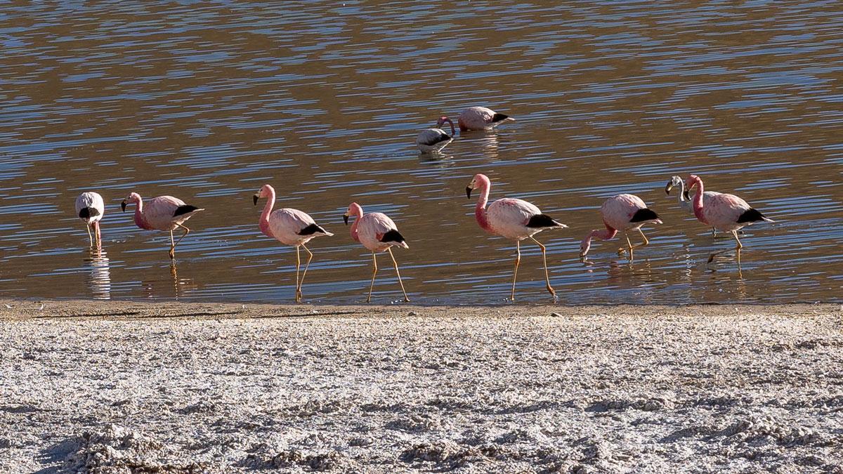 Chileense Andes-flamingo's Atacama-woestijn Chili