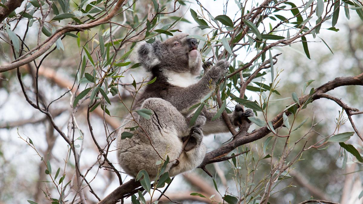 Koala eating, Kangaroo Island