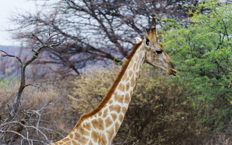 La girafe s'enfuit quand nous la découvrons à Waterberg Wilderness