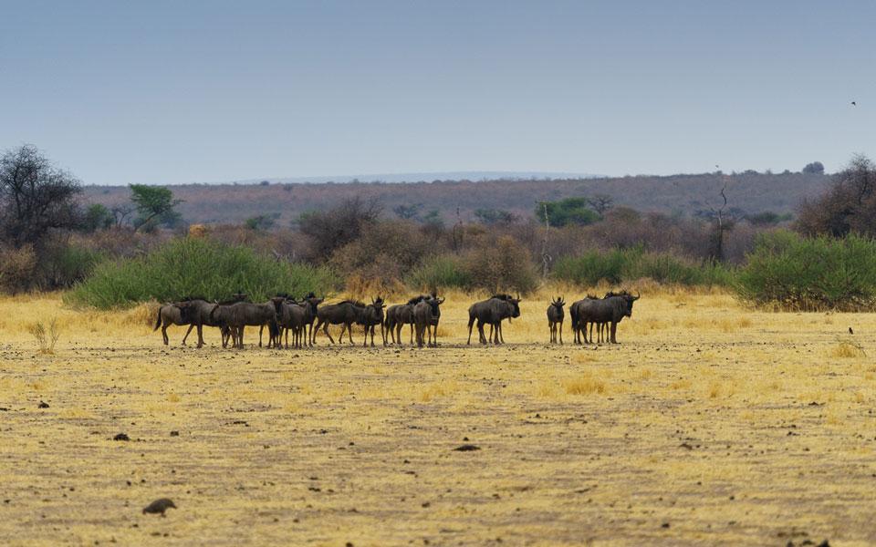 Horde de gnous au plateau Waterberg Namibia