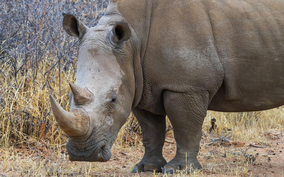 Rhinocéros lors du Rhino Drive Waterberg Wilderness Namibia