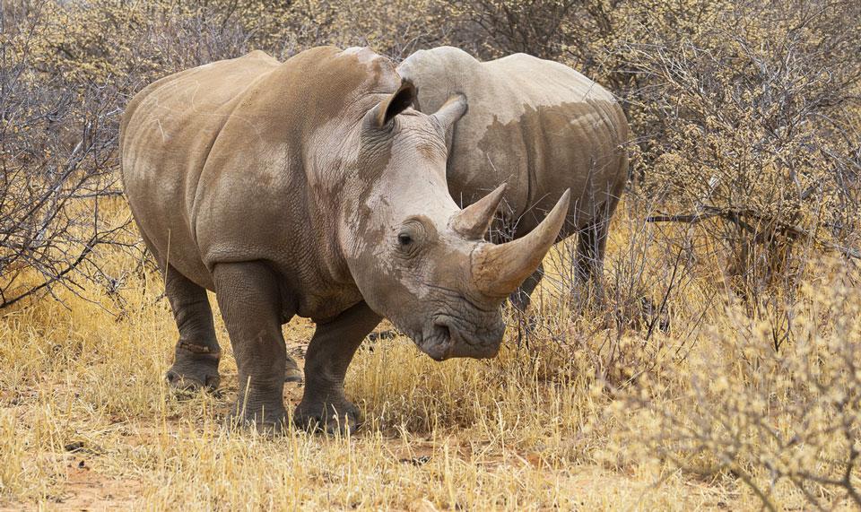 Rhinocéros lors du Rhino Drive au Waterberg Namibia