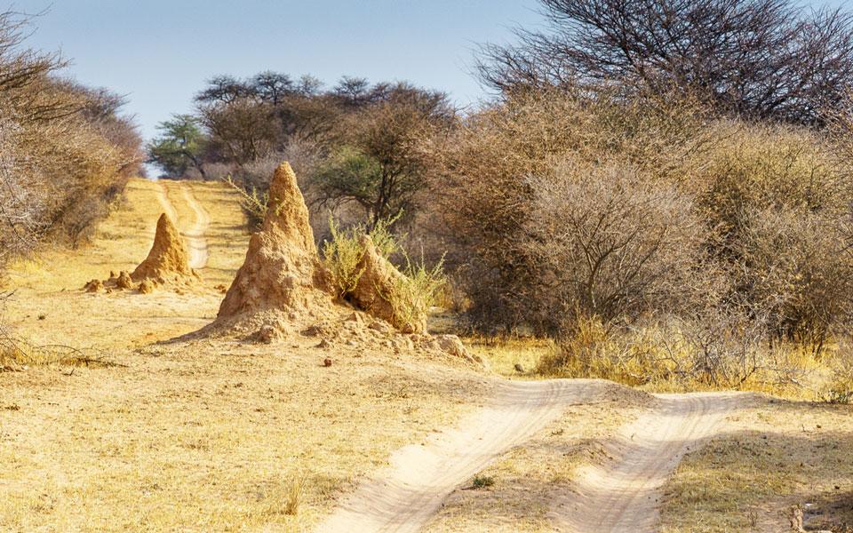 Piste en direction du Rhino Drive à la Waterberg Wilderness Lodge