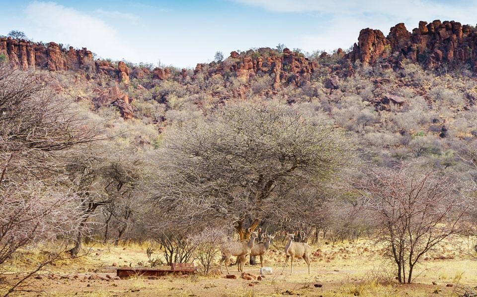 Impala bien camouflé au plateau Waterberg
