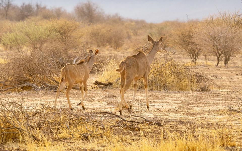 Impala lors du Rhino Drive au plateau Waterberg