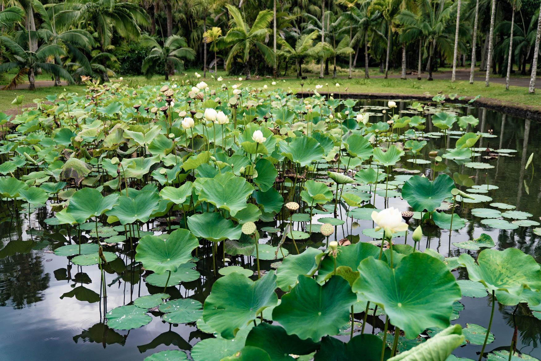 Water garden in the Pamplemousse Botanical Garden.