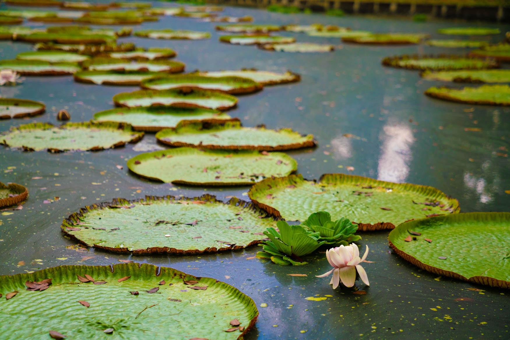 Water lily in the Pamplemousse Botanical Garden.