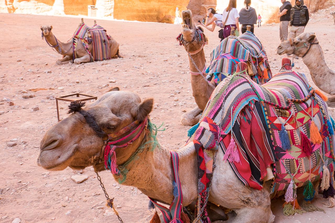 Rock City Petra Jordan Camels