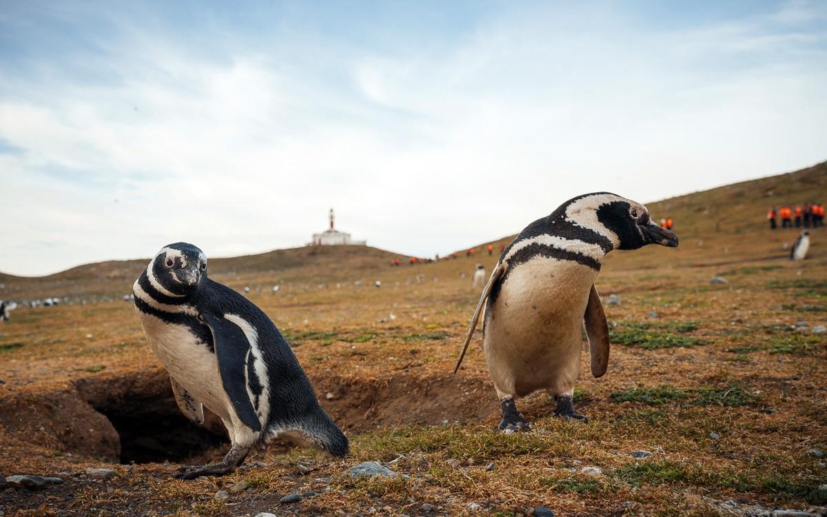 Penguins on Magdalena Island, Chile
